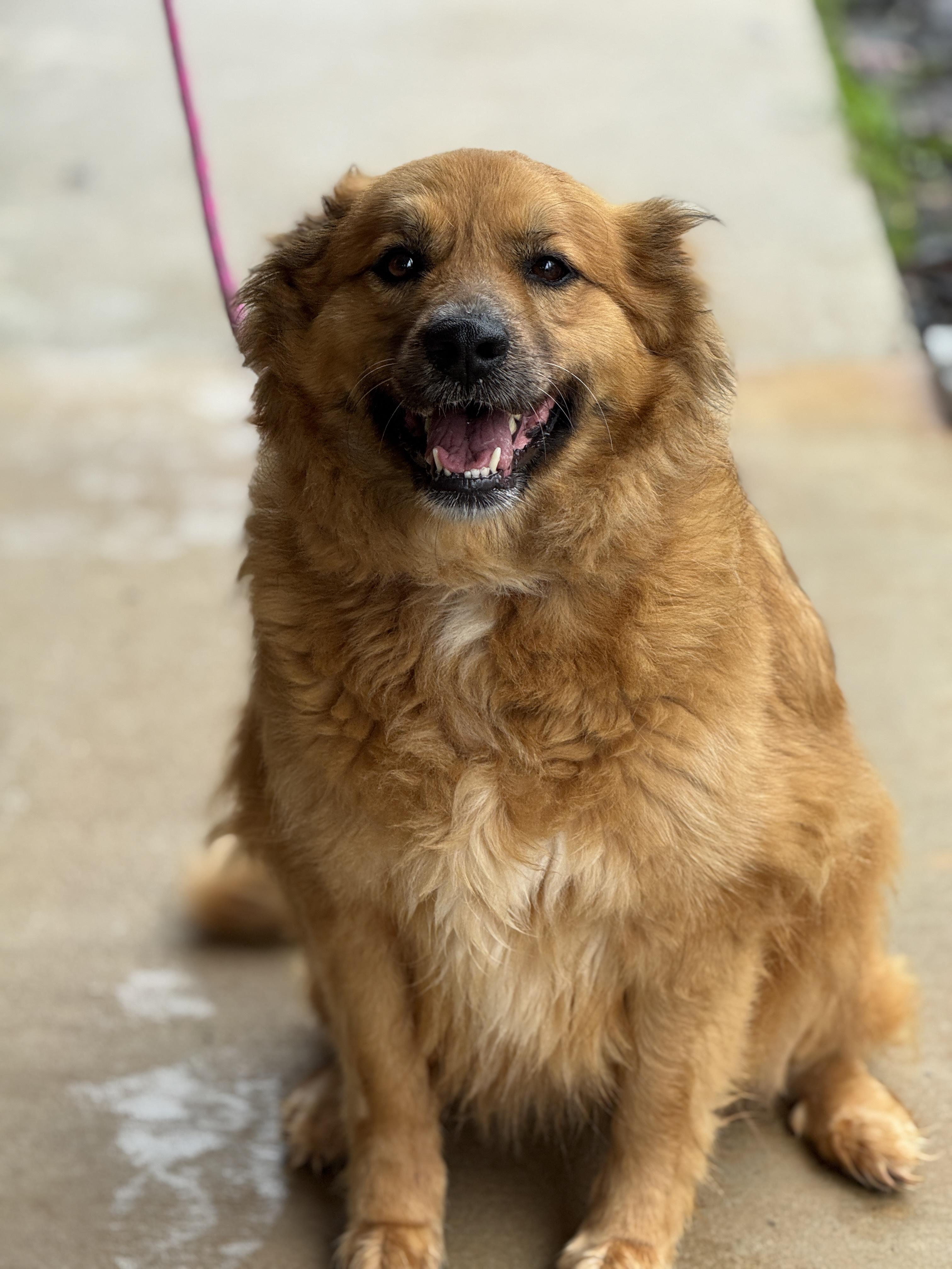 Enlarge Cleo, a ADOPTABLE mixed breed in Richmond, VA image 3/6