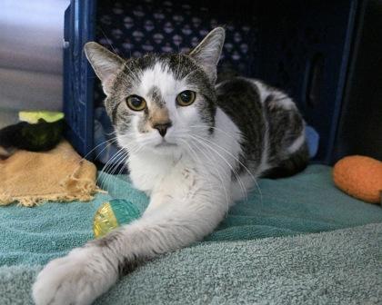 Enlarge Roman, a Adoptable Domestic Short Hair in West Seneca, NY image 1/3