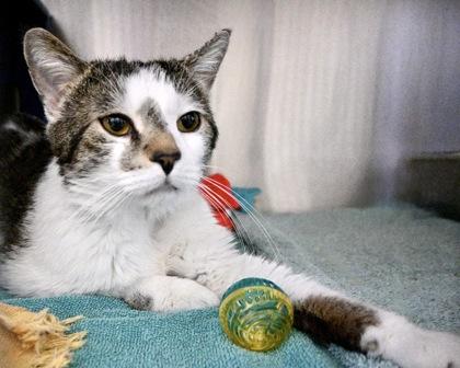 Enlarge Roman, a Adoptable Domestic Short Hair in West Seneca, NY image 2/3
