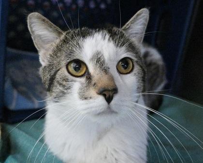 Enlarge Roman, a Adoptable Domestic Short Hair in West Seneca, NY image 3/3