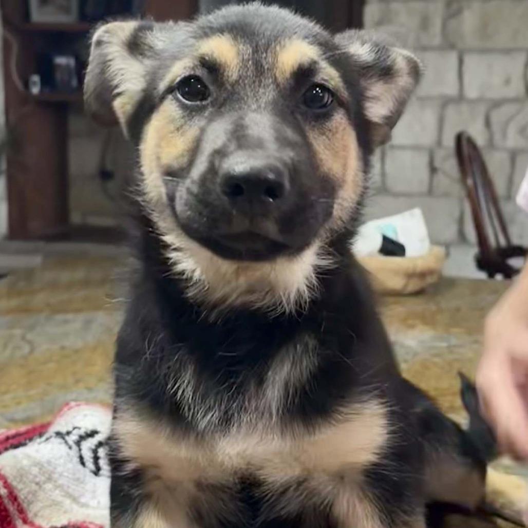 Enlarge Fry, a Adoptable mixed breed in New Fairfield, CT image 2/6