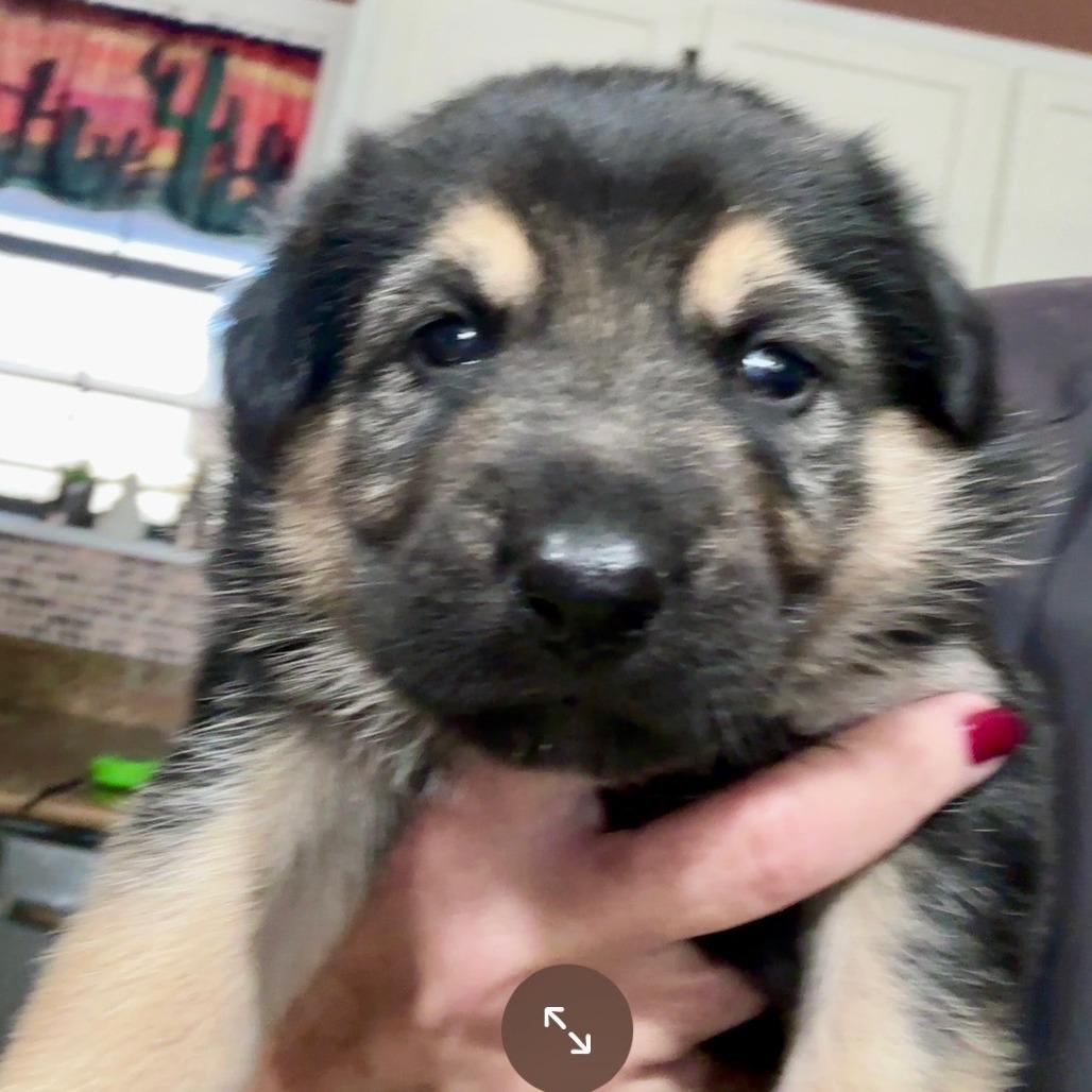 Enlarge Fry, a Adoptable mixed breed in New Fairfield, CT image 3/6