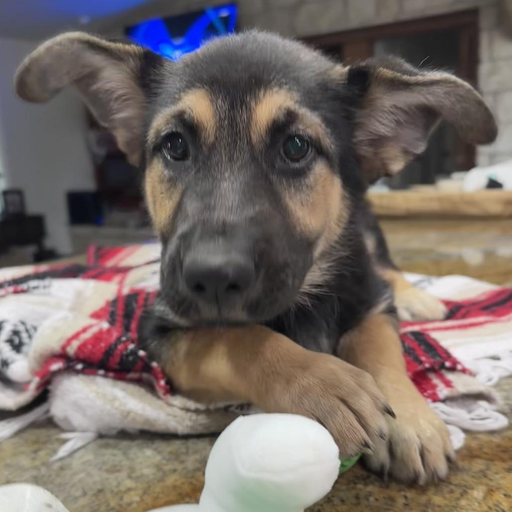 Enlarge Fry, a Adoptable mixed breed in New Fairfield, CT image 4/6