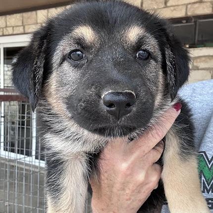 Enlarge Fry, a Adoptable mixed breed in New Fairfield, CT image 5/6