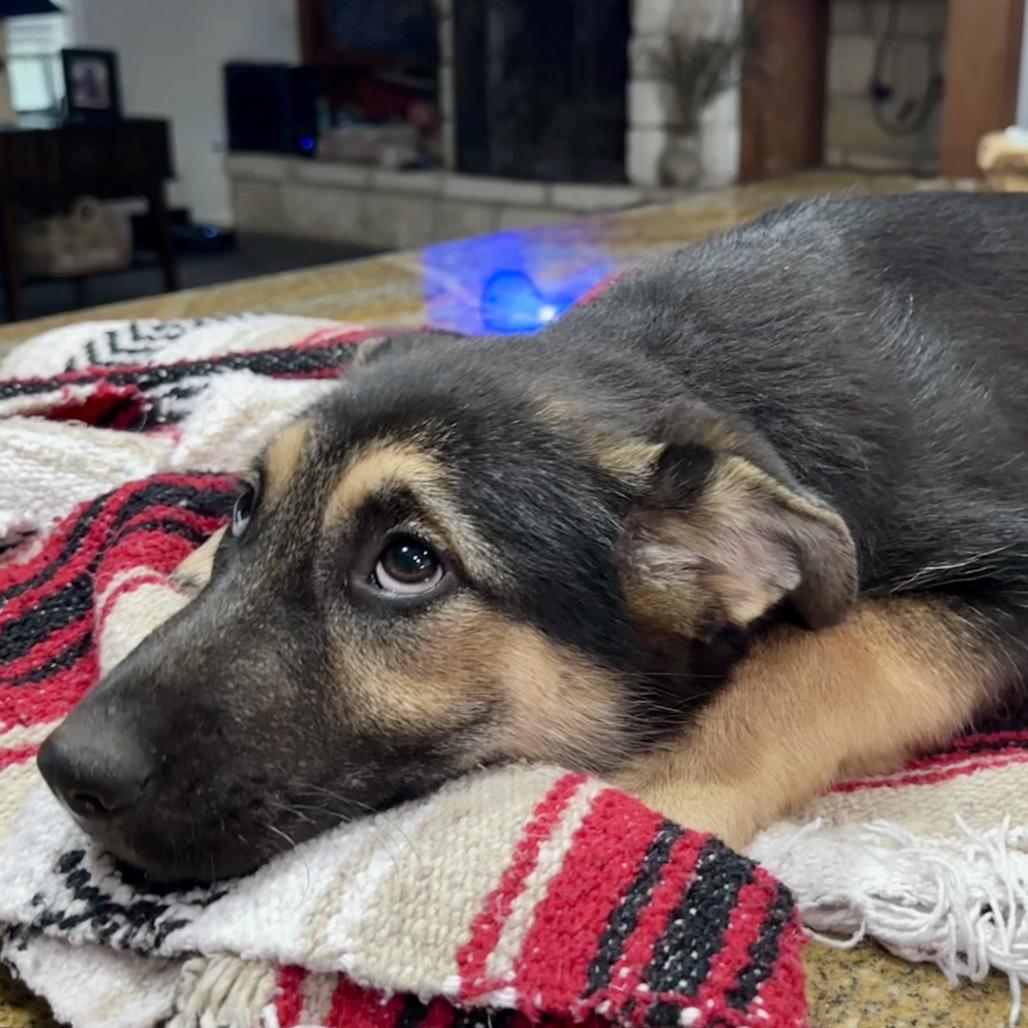 Enlarge Fry, a Adoptable mixed breed in New Fairfield, CT image 6/6