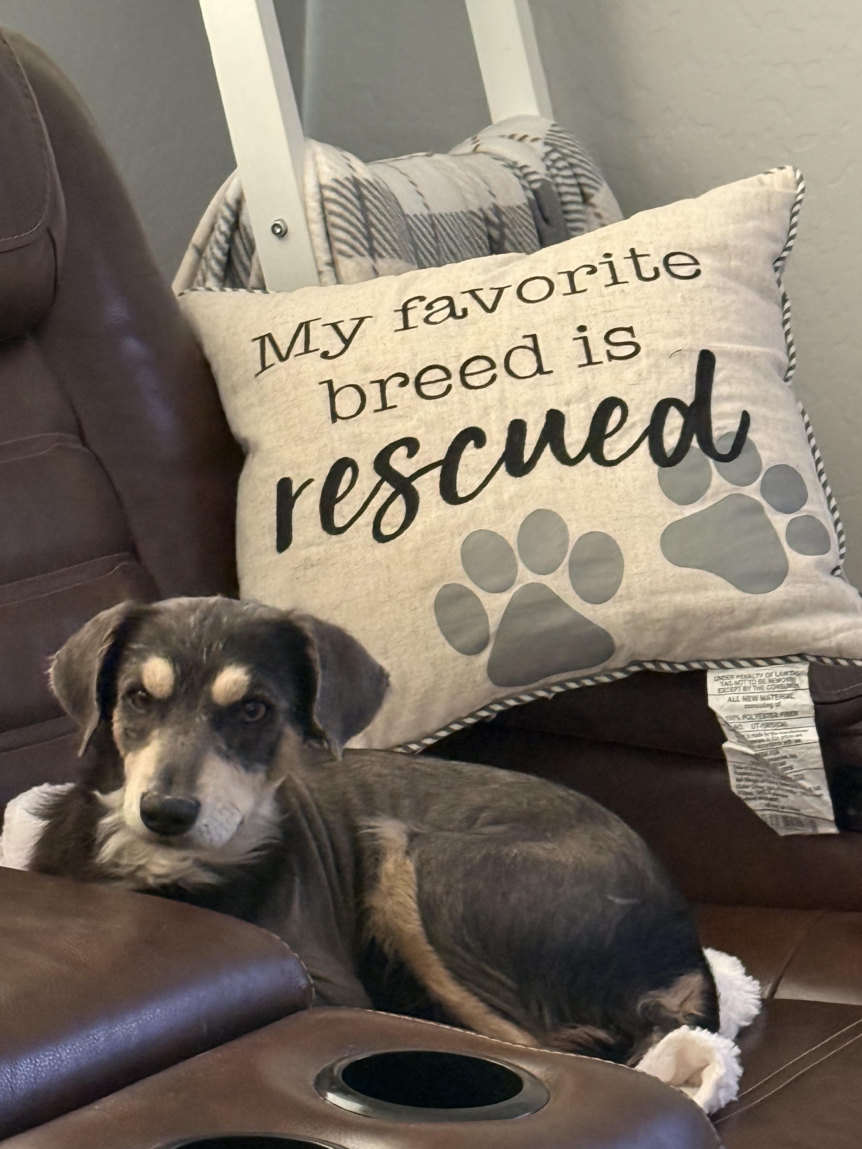 Cohiba, a ADOPTABLE mixed breed in Casa Grande, AZ image 2/4
