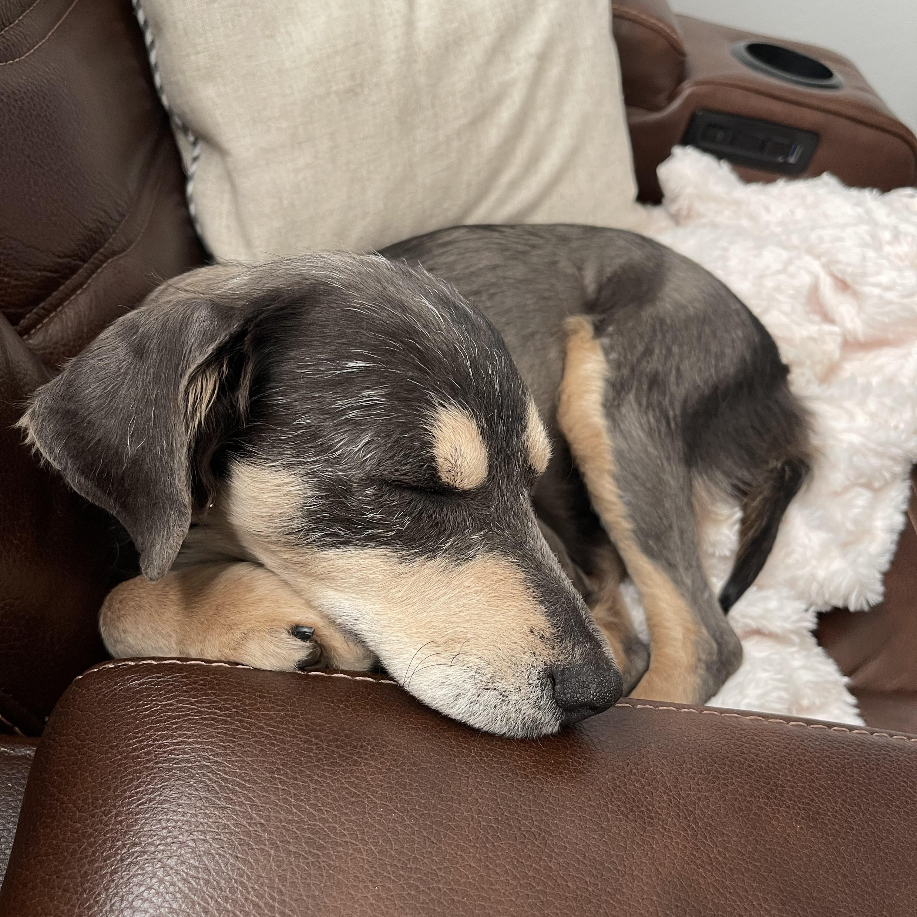 Cohiba, a ADOPTABLE mixed breed in Casa Grande, AZ image 4/4