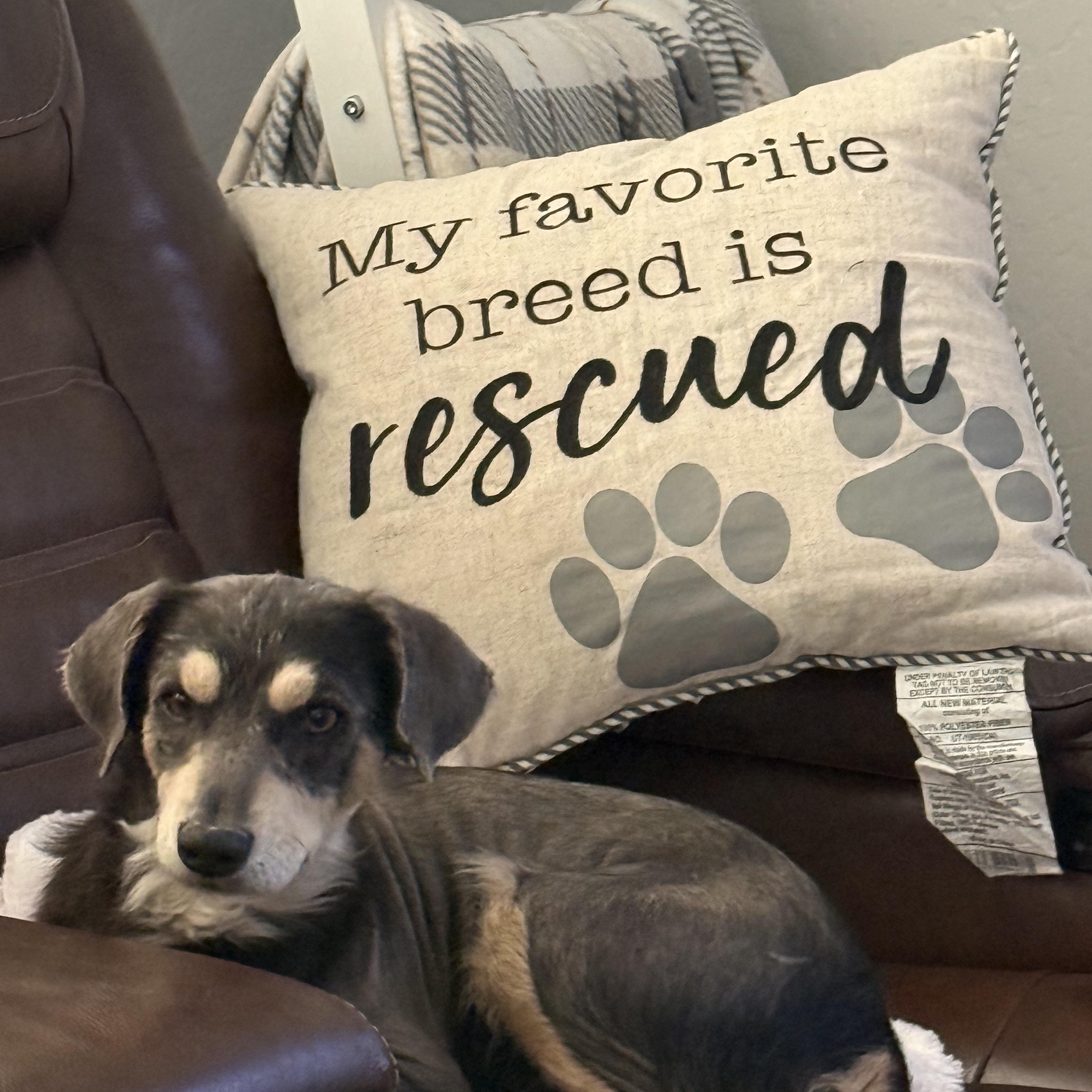 Cohiba, ADOPTABLE, Adult Male Dachshund & Yorkshire Terrier.
