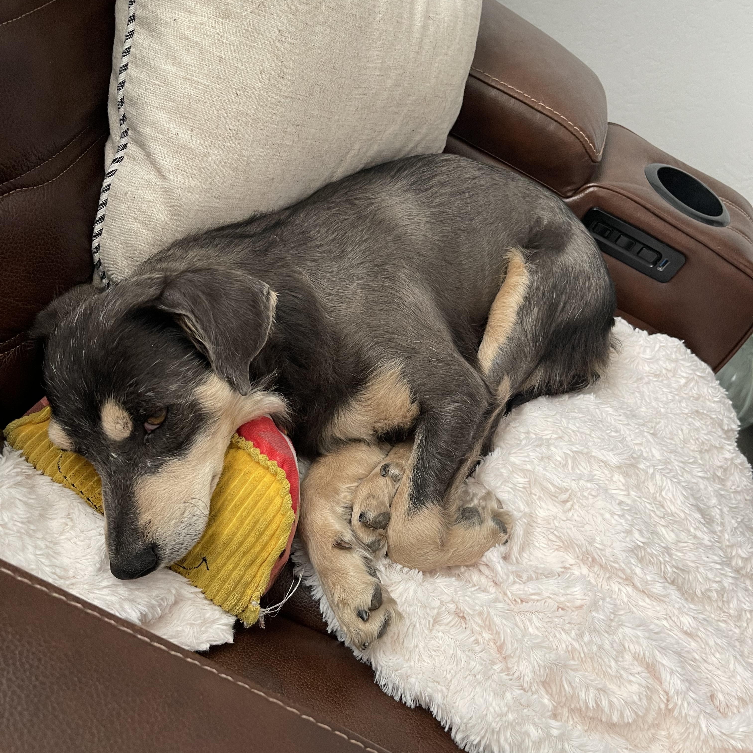 Cohiba, a ADOPTABLE mixed breed in Casa Grande, AZ image 3/4