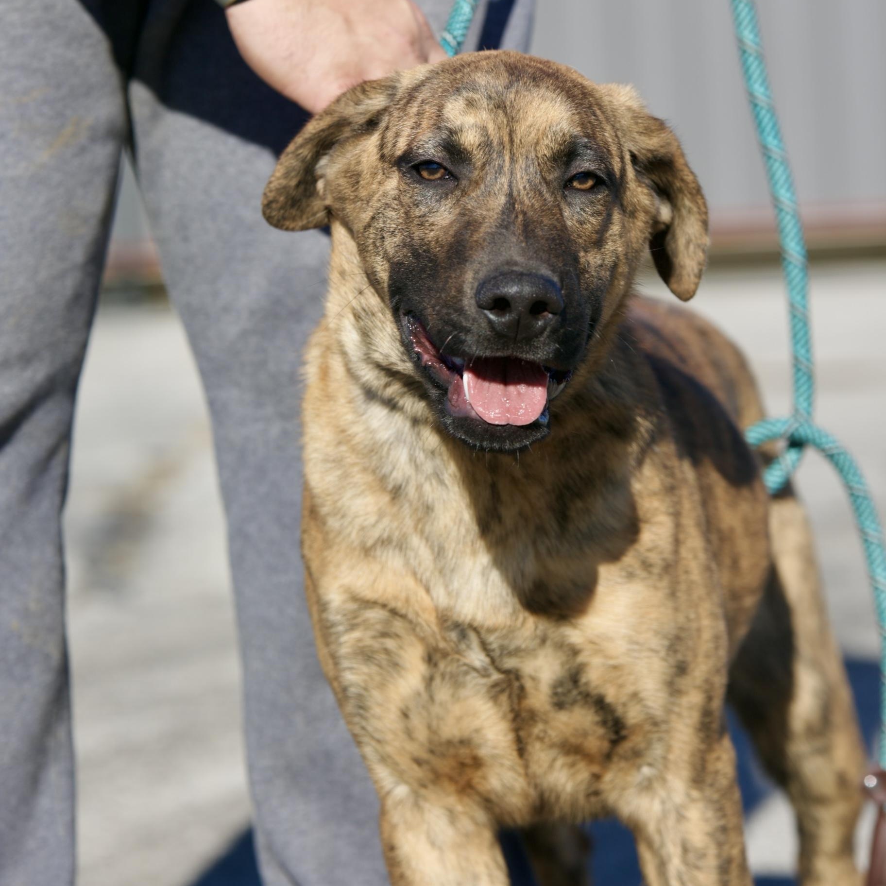 Enlarge Benny, a ADOPTABLE mixed breed in Mount Sterling, KY image 1/6