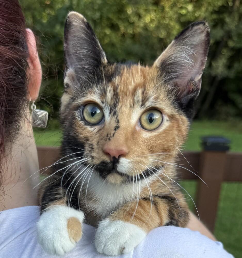 Caprese, Adoptable, Young Female Domestic Short Hair.