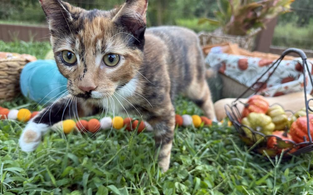 Enlarge Caprese, a Adoptable mixed breed in Statesville, NC image 2/3