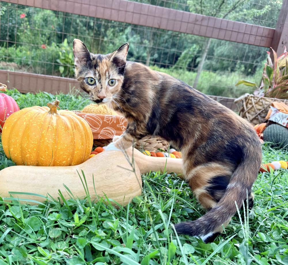Enlarge Caprese, a Adoptable mixed breed in Statesville, NC image 3/3