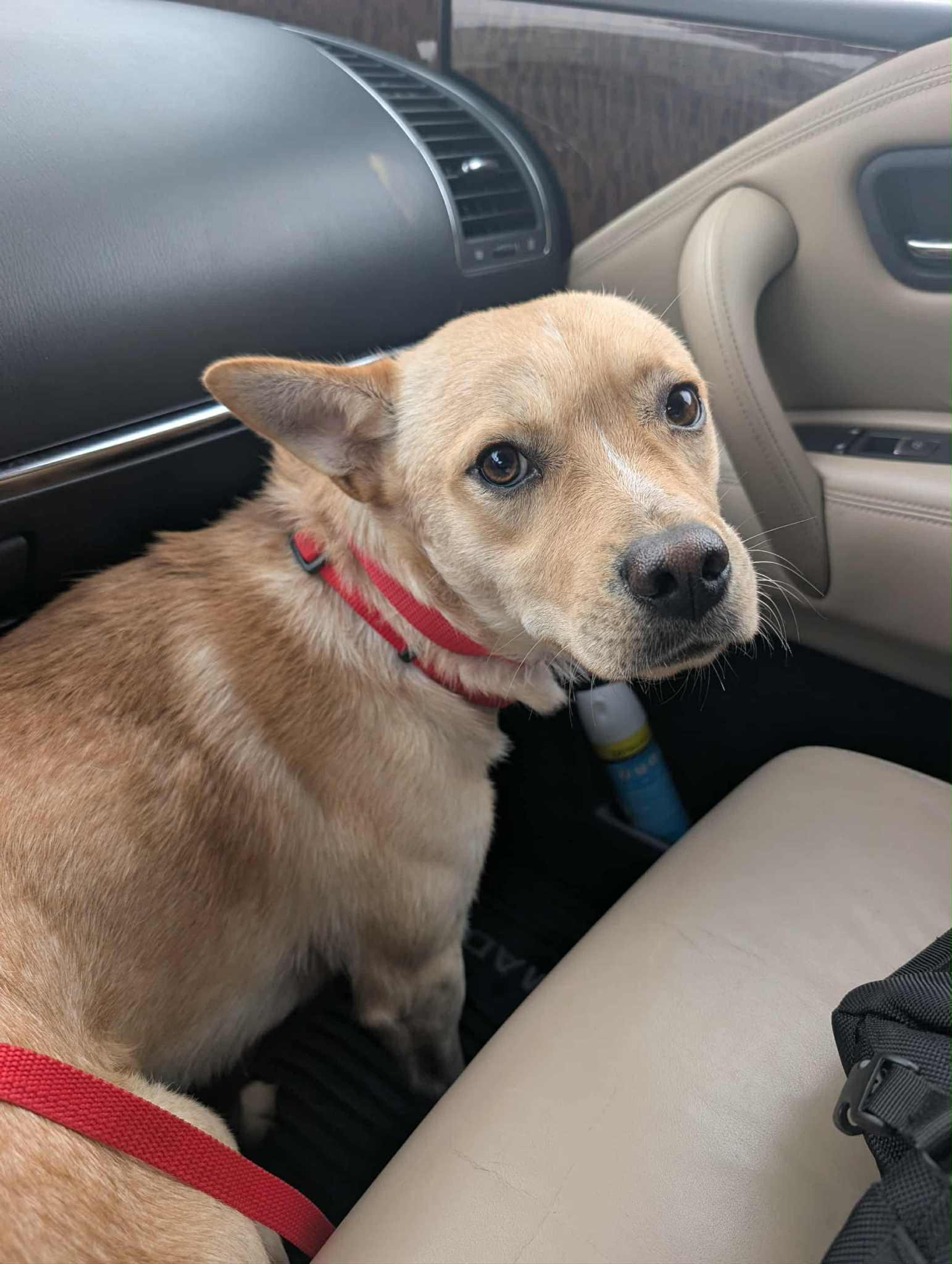 Cosmo, Adoptable, Young Male Mixed Breed.