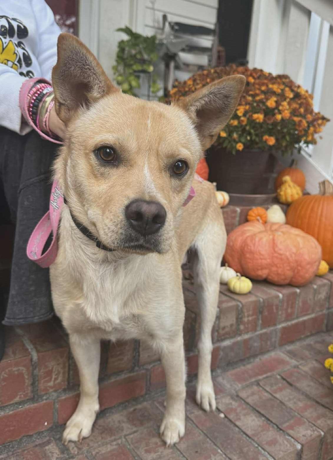 Enlarge Cosmo, a Adoptable Mixed Breed in Fairfield, NJ image 2/6