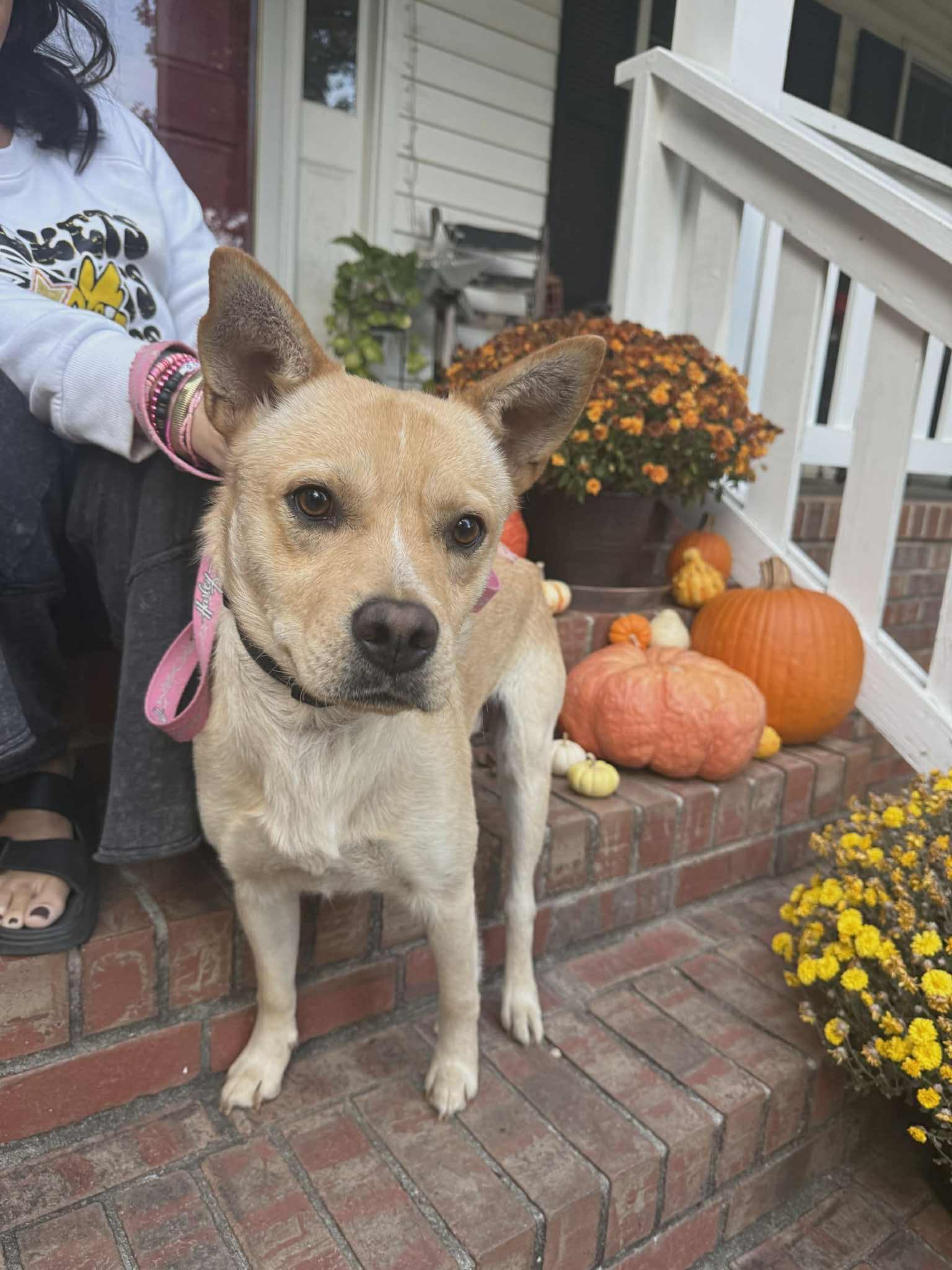 Enlarge Cosmo, a Adoptable Mixed Breed in Fairfield, NJ image 3/6