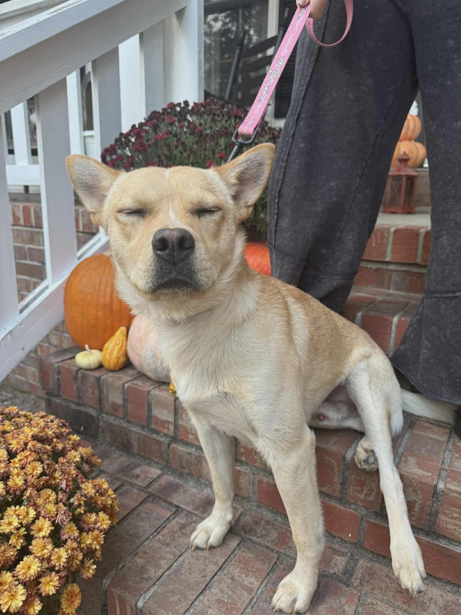 Enlarge Cosmo, a Adoptable Mixed Breed in Fairfield, NJ image 4/6