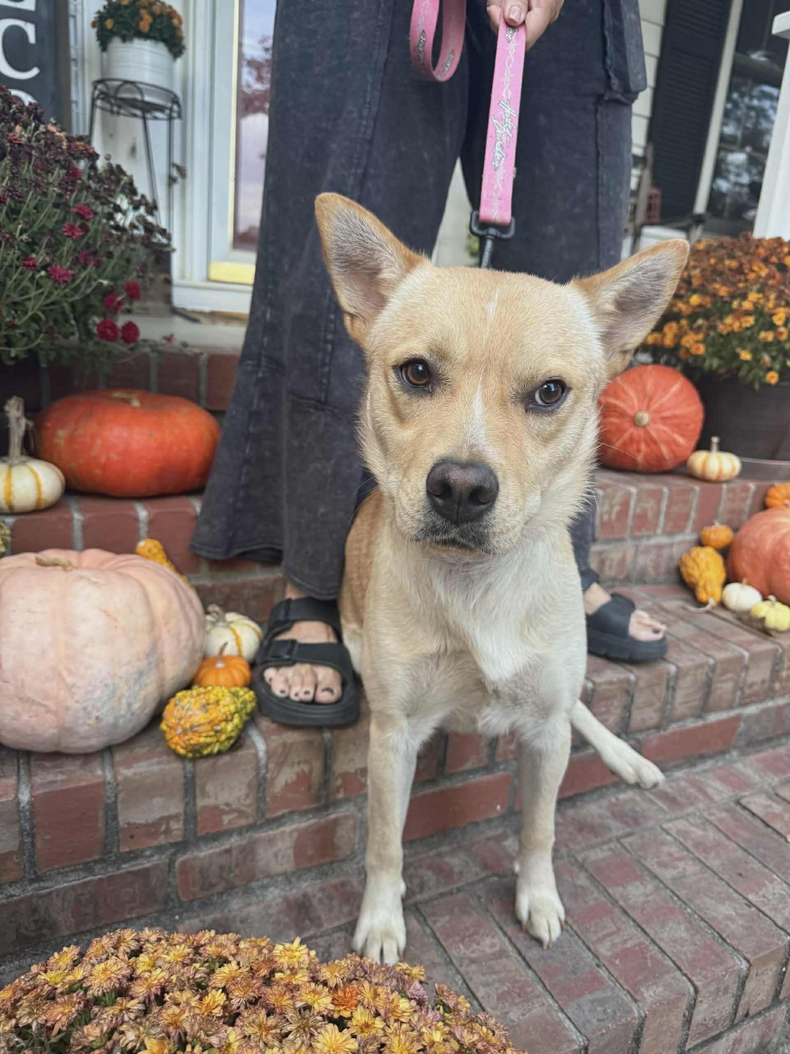 Enlarge Cosmo, a Adoptable Mixed Breed in Fairfield, NJ image 5/6