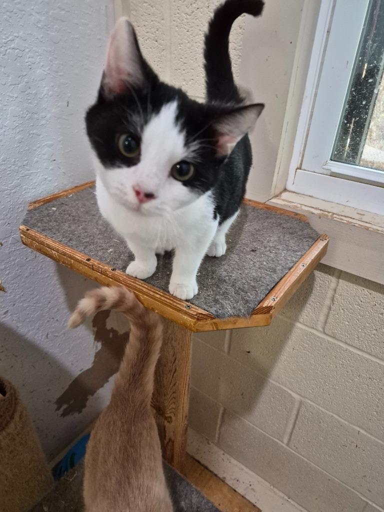 CHURRO, Adopted, Kitten Male Domestic Short Hair.