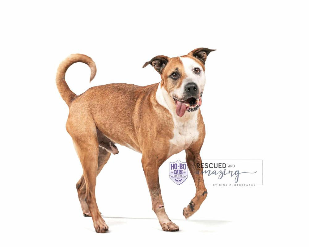 Acorn, a Adoptable mixed breed in Denver, CO image 1/6