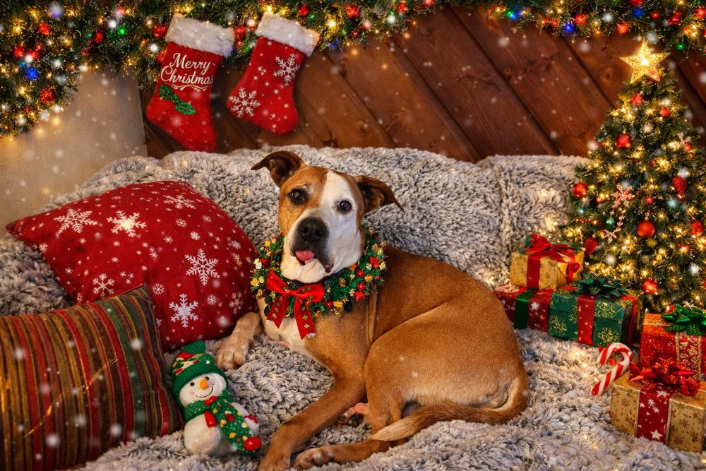 Enlarge Rowdy Roo, a Adoptable mixed breed in Denver, CO image 2/6