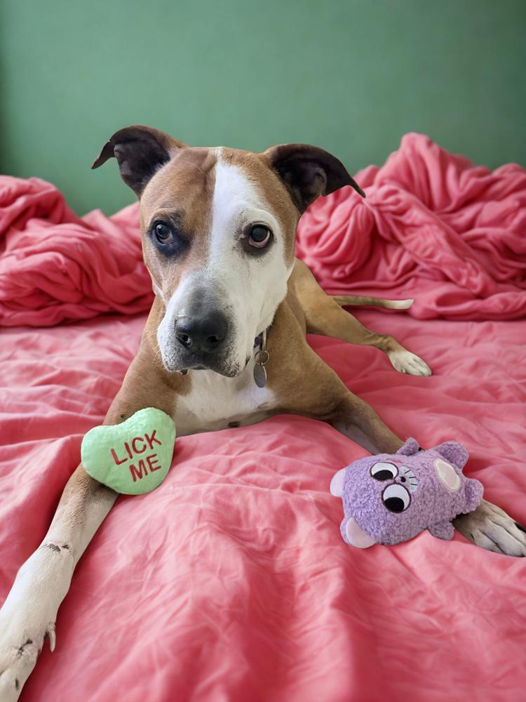 Enlarge Rowdy Roo, a Adoptable mixed breed in Denver, CO image 2/6