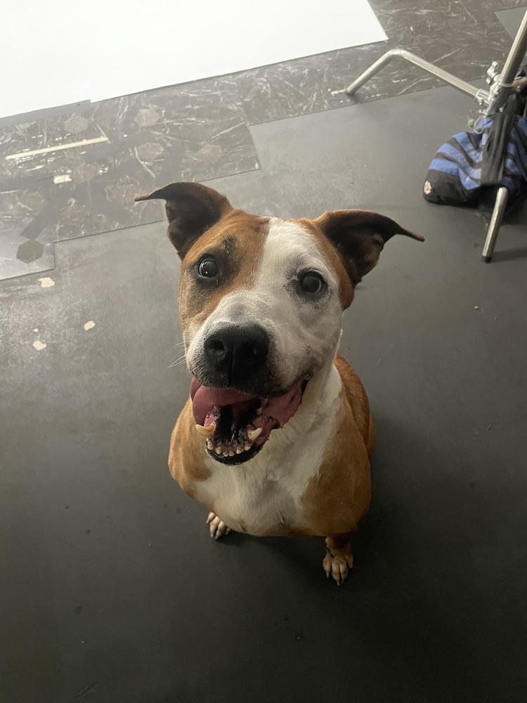 Enlarge Rowdy Roo, a Adoptable mixed breed in Denver, CO image 2/6