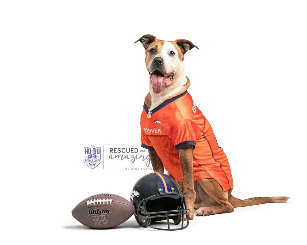 Acorn, a Adoptable mixed breed in Denver, CO image 2/6