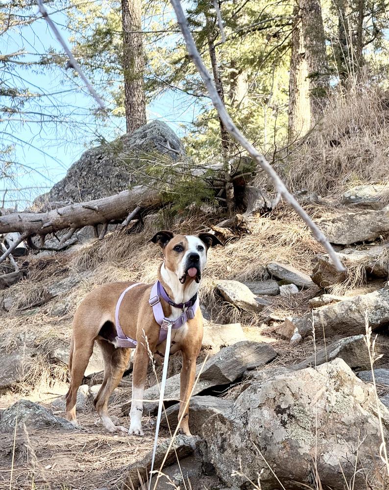 Acorn, a Adoptable mixed breed in Denver, CO image 3/6