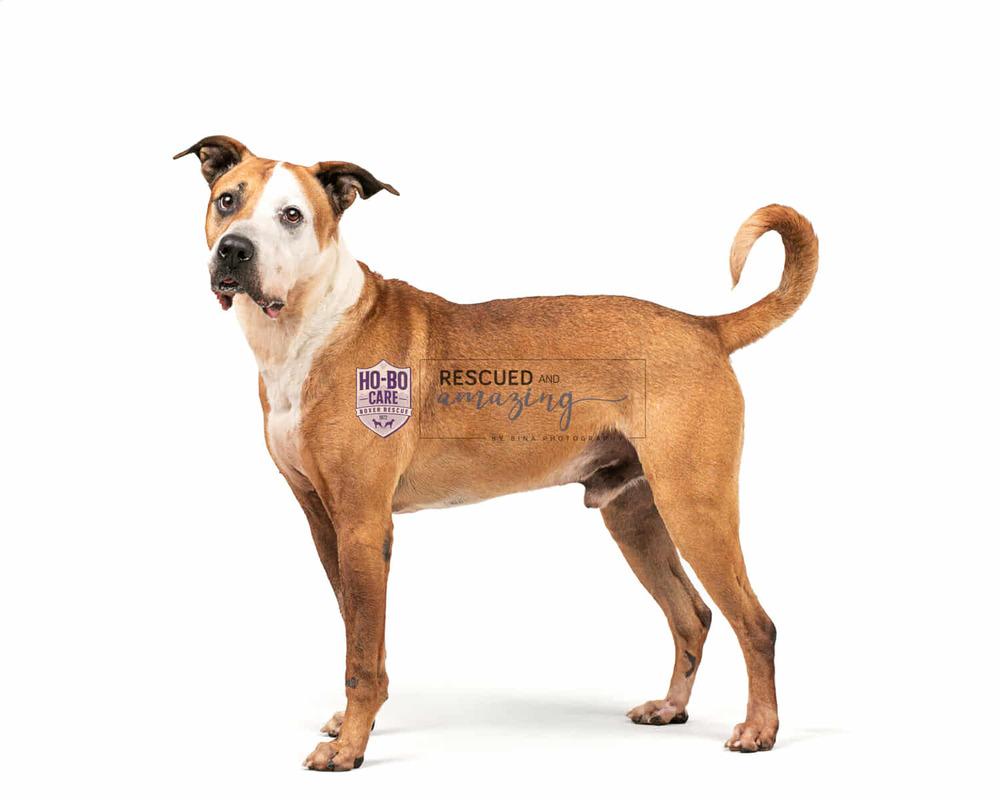 Acorn, a Adoptable mixed breed in Denver, CO image 4/6