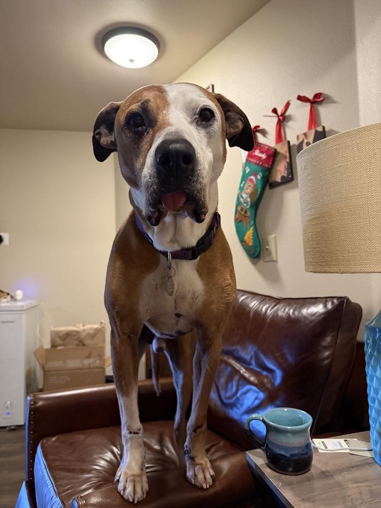 Acorn, a Adoptable mixed breed in Denver, CO image 5/6