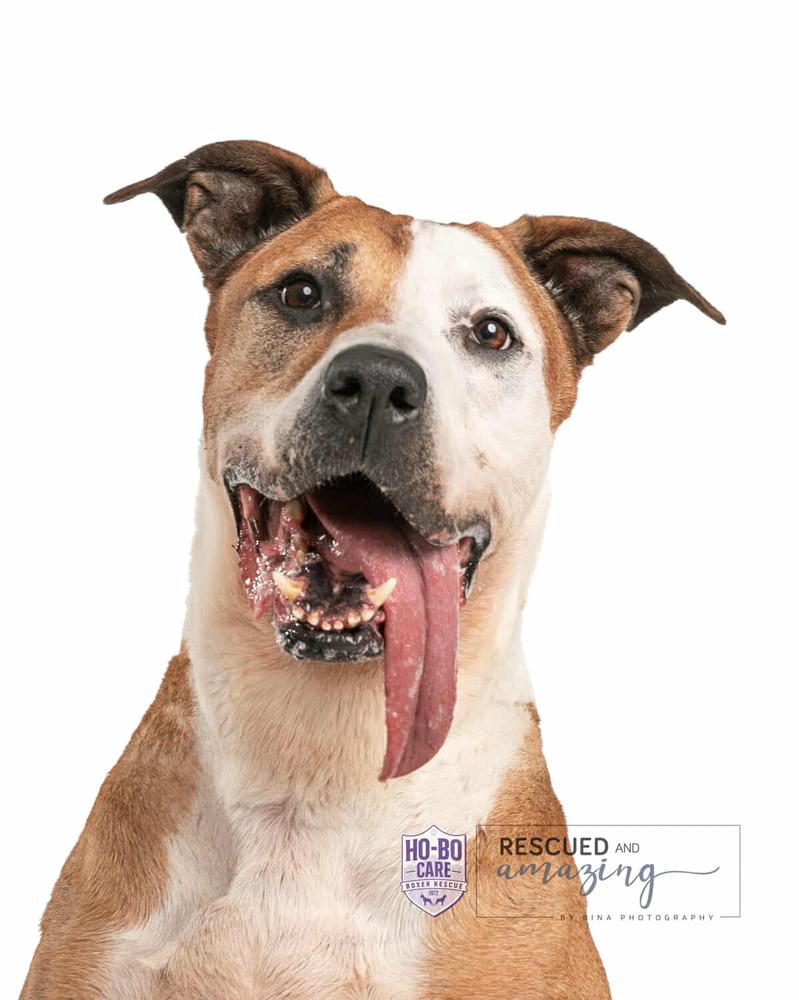 Acorn, a Adoptable mixed breed in Denver, CO image 6/6