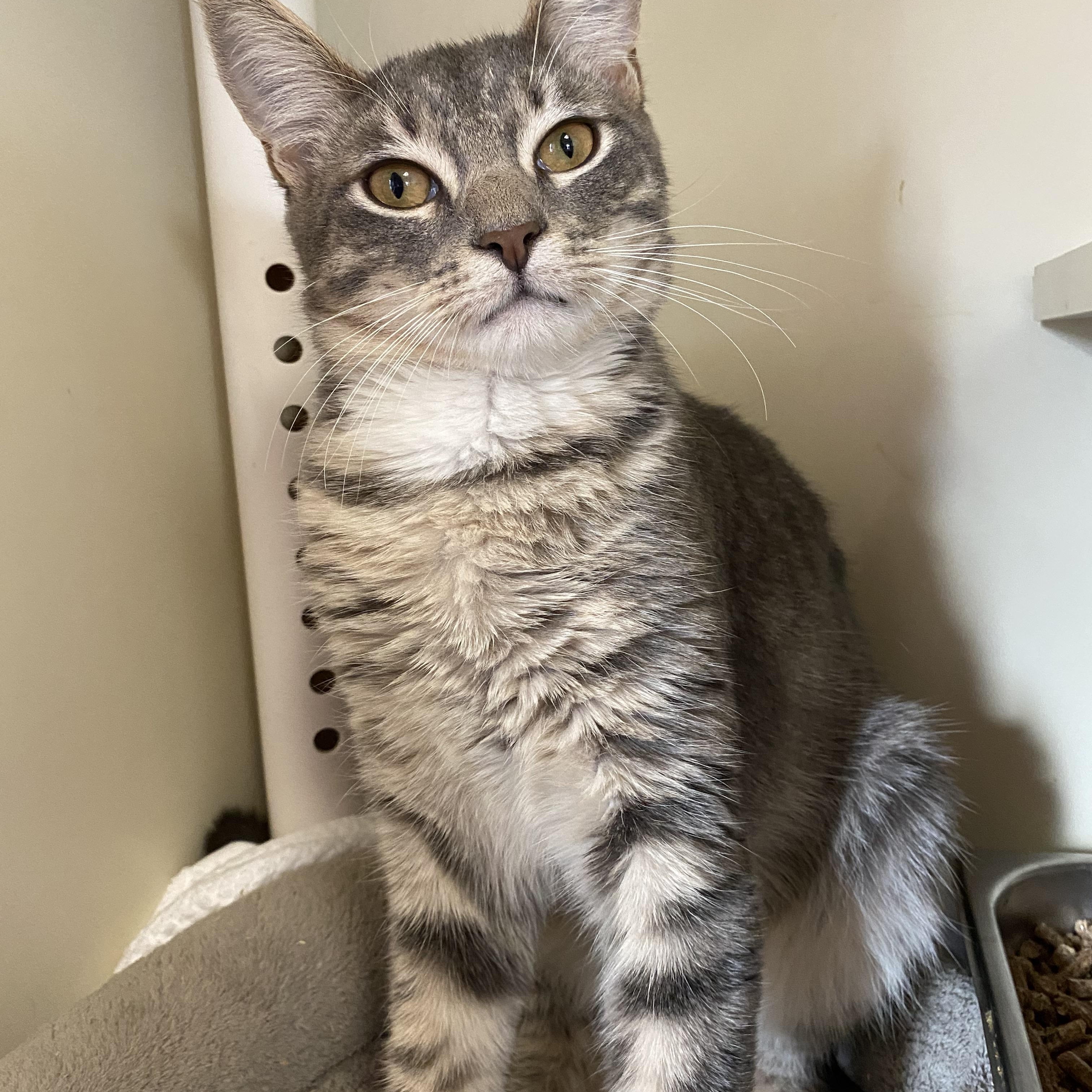 Pork Chop, a Adoptable Domestic Short Hair in Somerset, NJ image 1/2