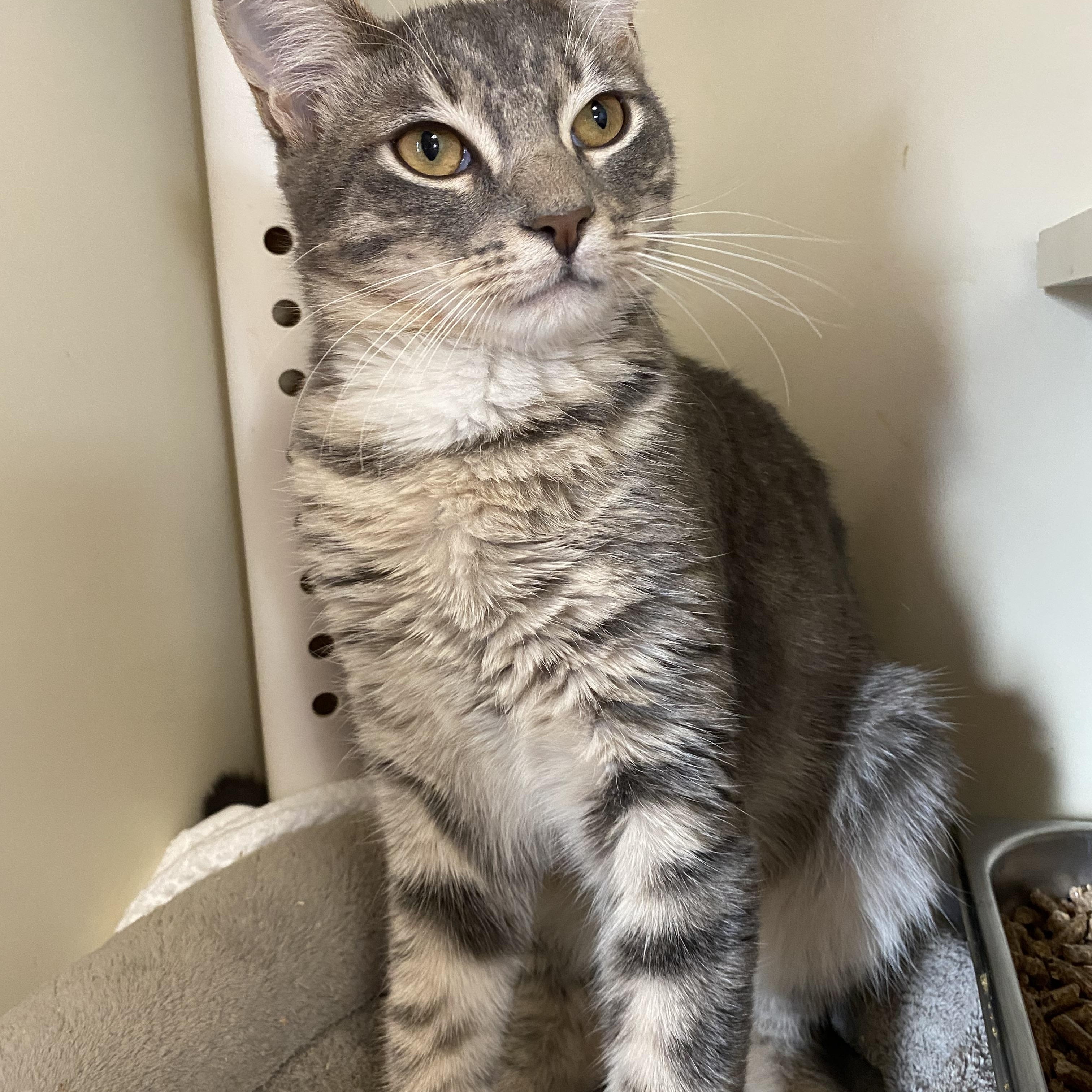 Pork Chop, a Adoptable Domestic Short Hair in Somerset, NJ image 2/2