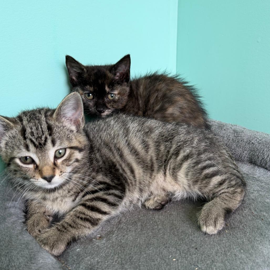 Acai, Adoptable, Kitten Female Domestic Short Hair.