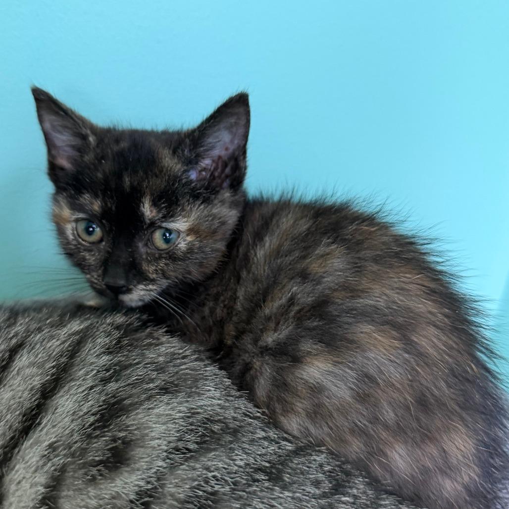 Acai, a Adoptable Domestic Short Hair in Marion, VA image 2/3