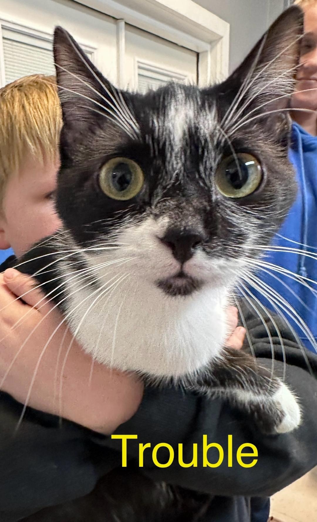 Enlarge Trouble , an adopted Domestic Short Hair in Dyersburg, TN image 1/1