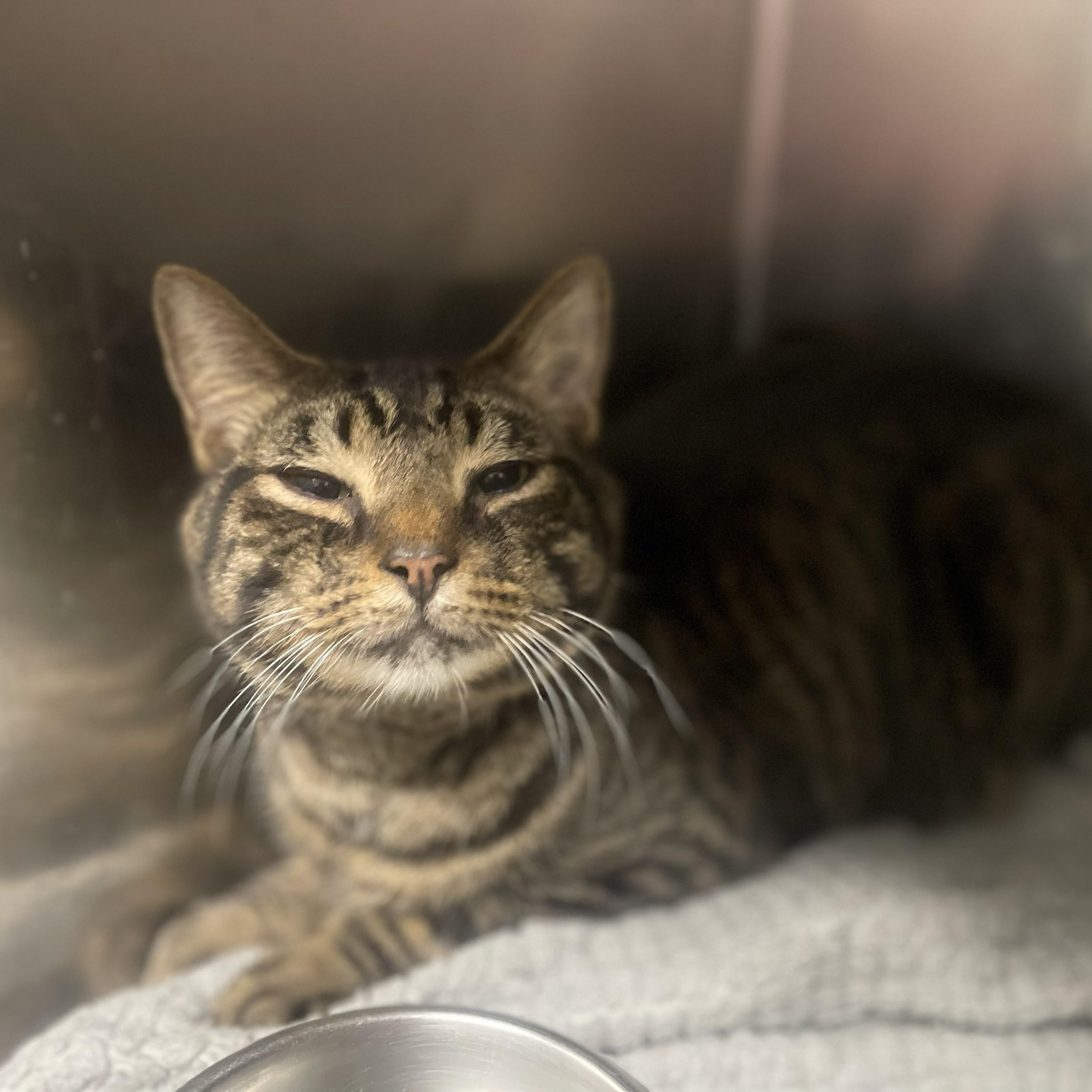 Lumiere -- VISIT ME AT CRABAPPLE KNOLL VET CLINIC, an adoptable Domestic Short Hair in Alpharetta, GA image 3/6