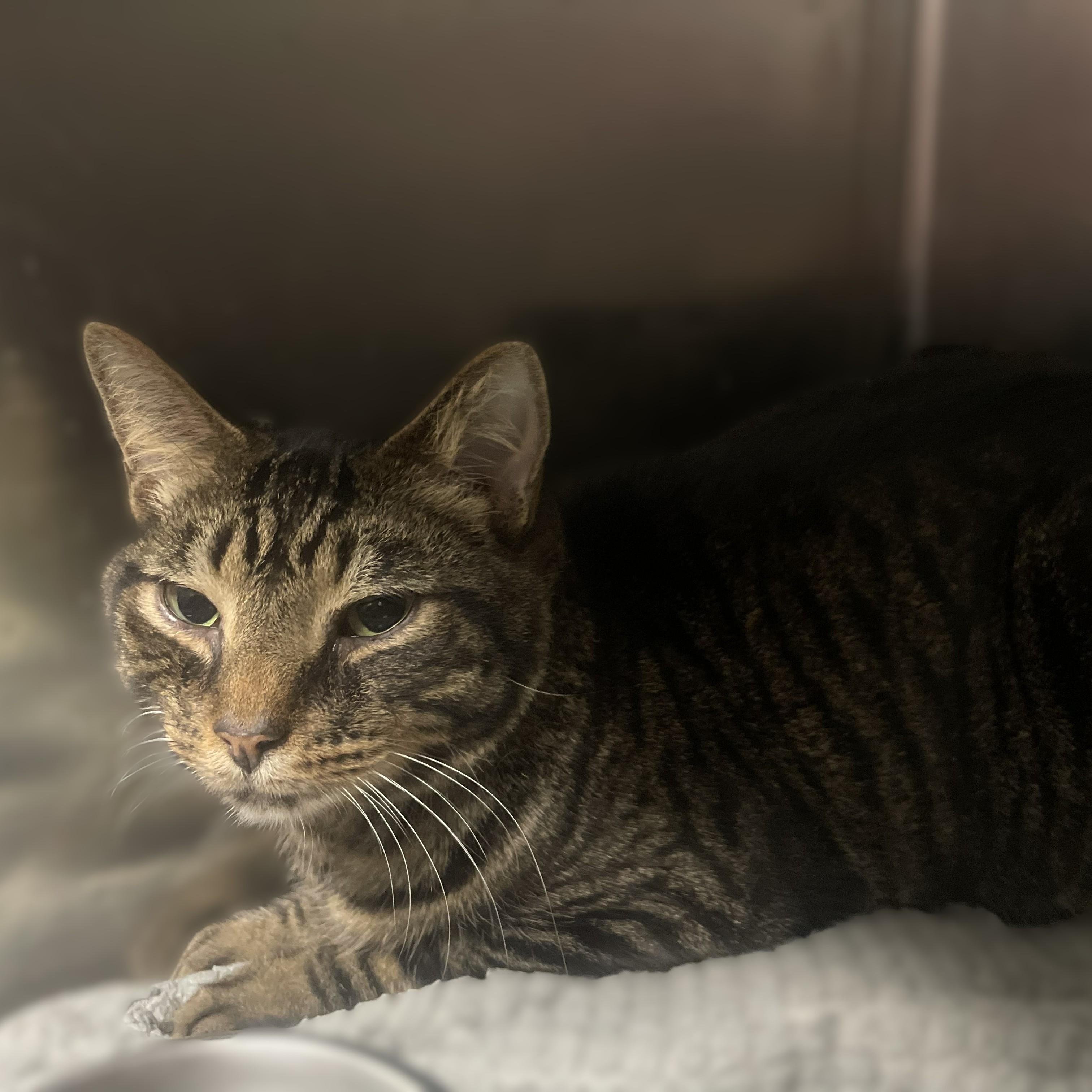Lumiere -- VISIT ME AT CRABAPPLE KNOLL VET CLINIC, an adoptable Domestic Short Hair in Alpharetta, GA image 5/6
