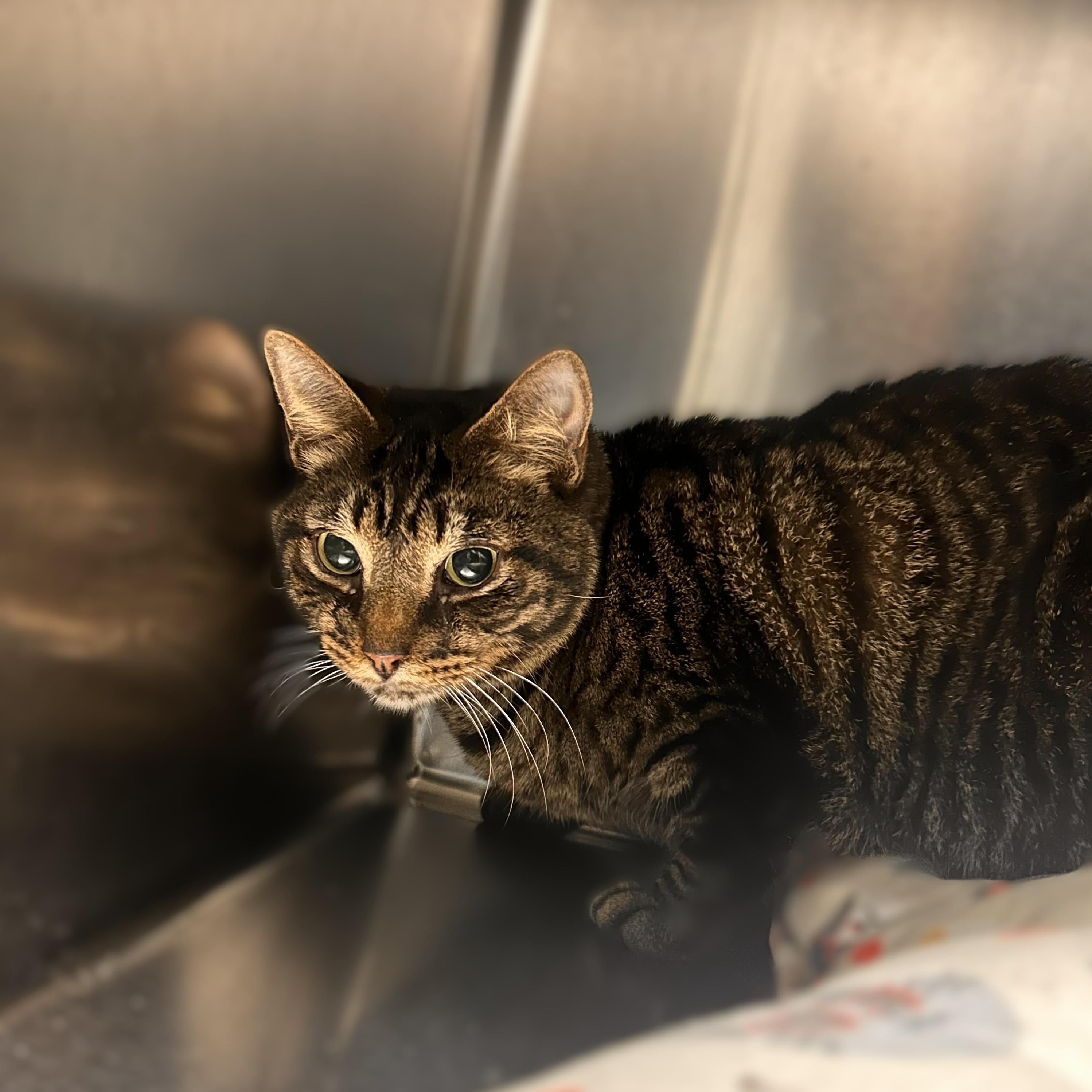 Lumiere -- VISIT ME AT CRABAPPLE KNOLL VET CLINIC, an adoptable Domestic Short Hair in Alpharetta, GA image 4/6