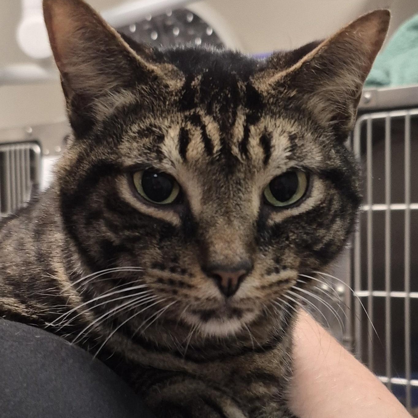 Lumiere -- VISIT ME AT CRABAPPLE KNOLL VET CLINIC, an adoptable Domestic Short Hair in Alpharetta, GA image 1/6