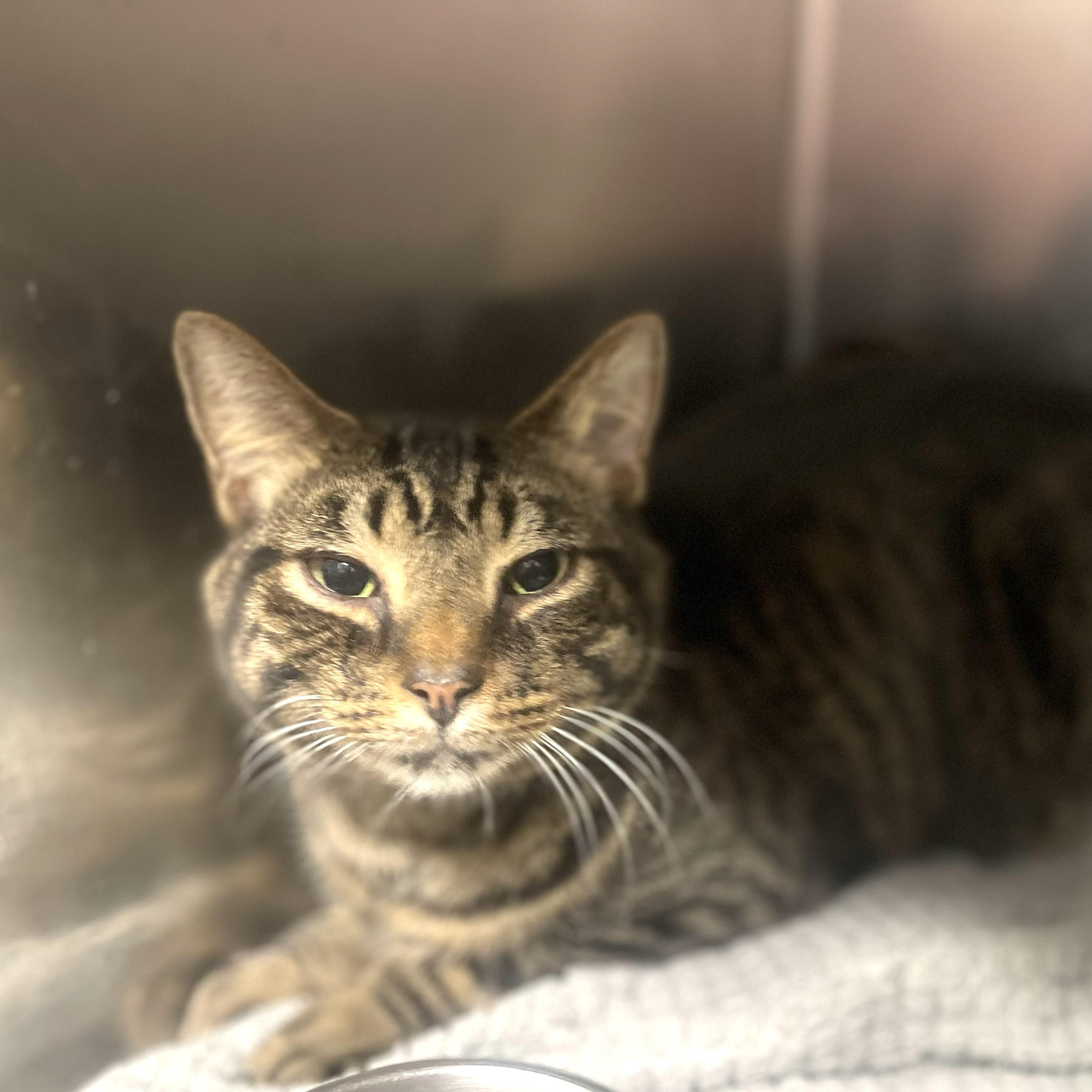 Lumiere -- VISIT ME AT CRABAPPLE KNOLL VET CLINIC, an adoptable Domestic Short Hair in Alpharetta, GA image 2/6