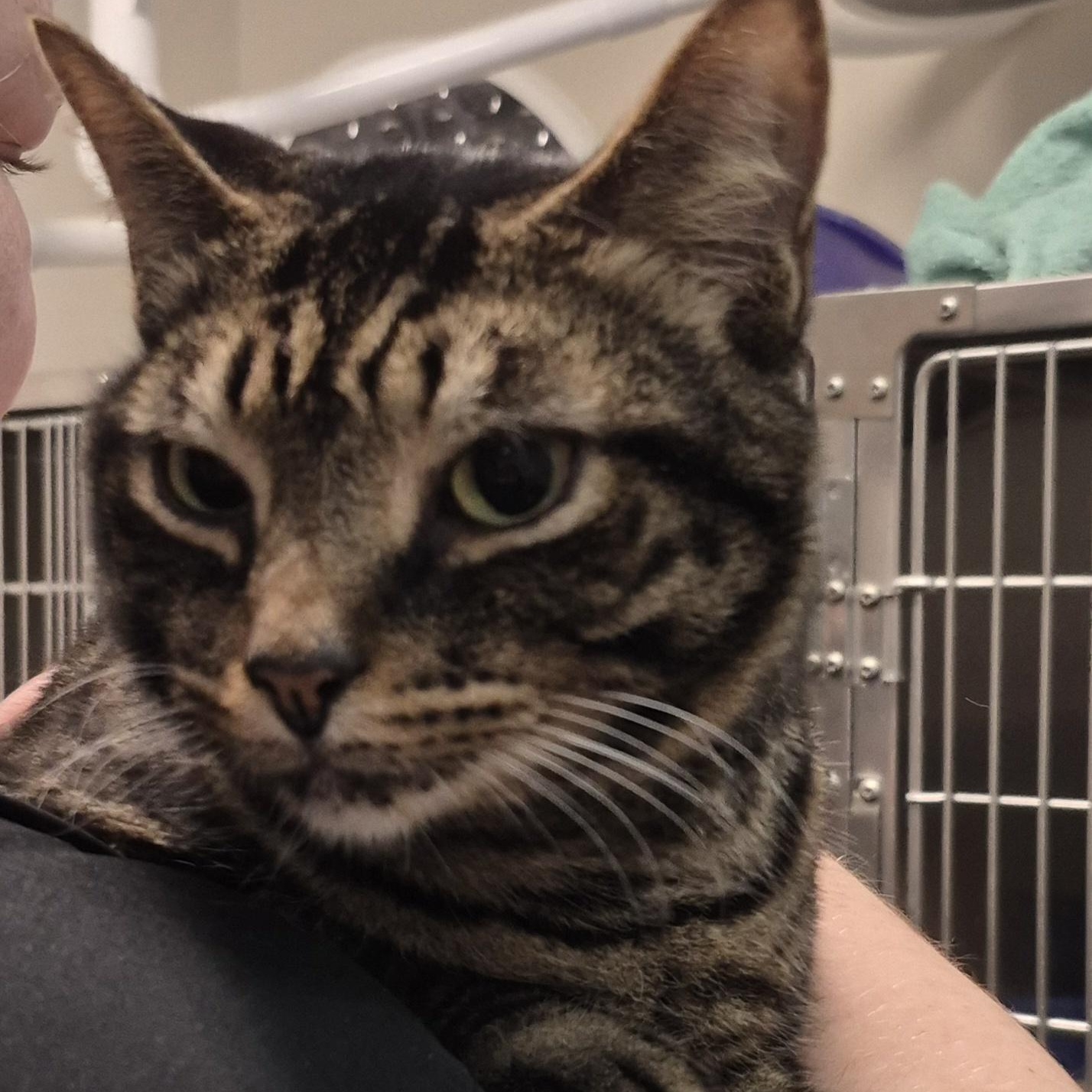 Lumiere -- VISIT ME AT CRABAPPLE KNOLL VET CLINIC, an adoptable Domestic Short Hair in Alpharetta, GA image 6/6