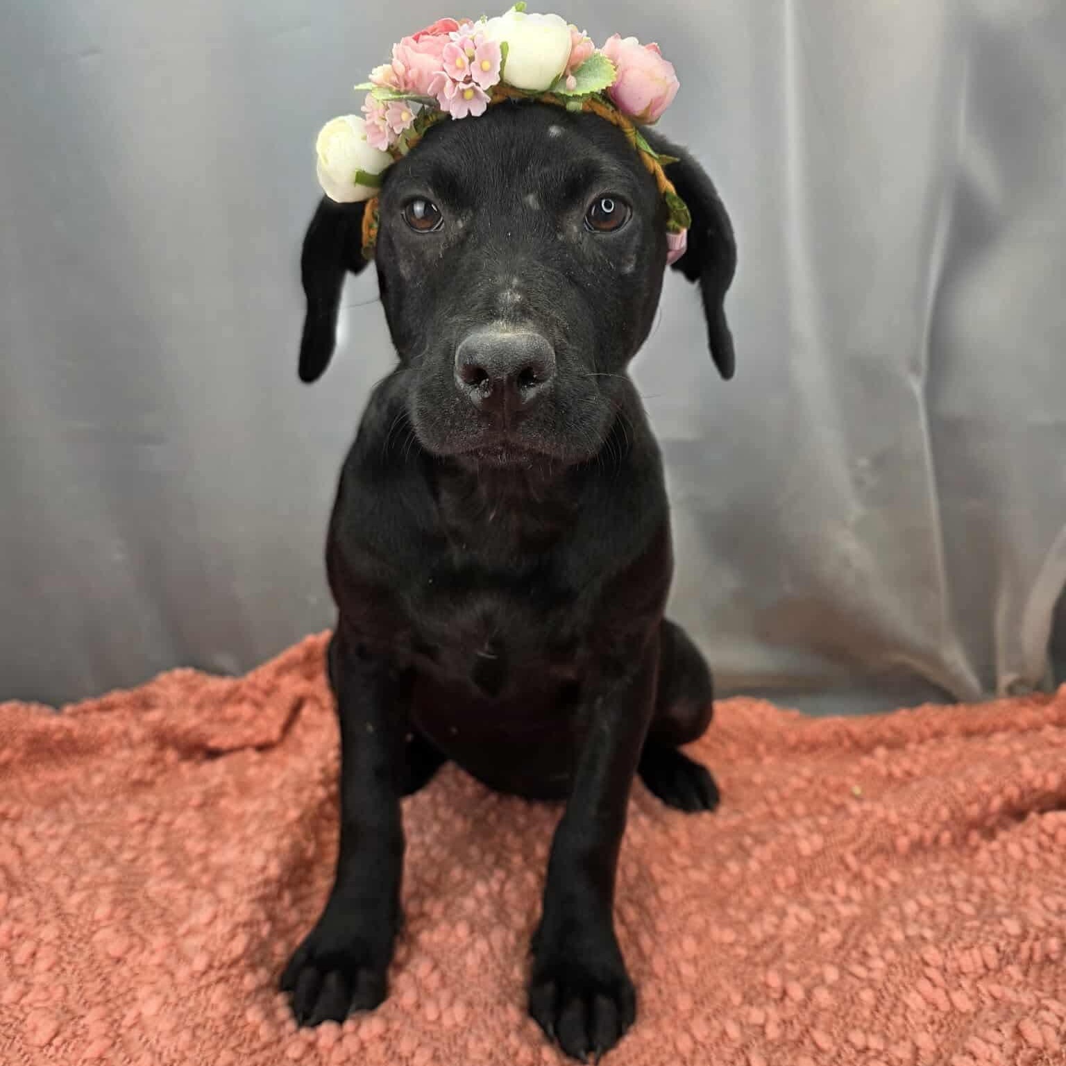 Enlarge Magnolia, an adoptable mixed breed in Jackson, MI image 2/6