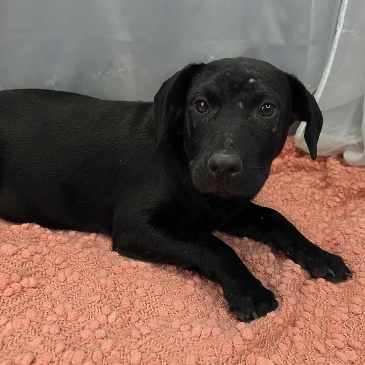 Enlarge Magnolia, an adoptable mixed breed in Jackson, MI image 5/6