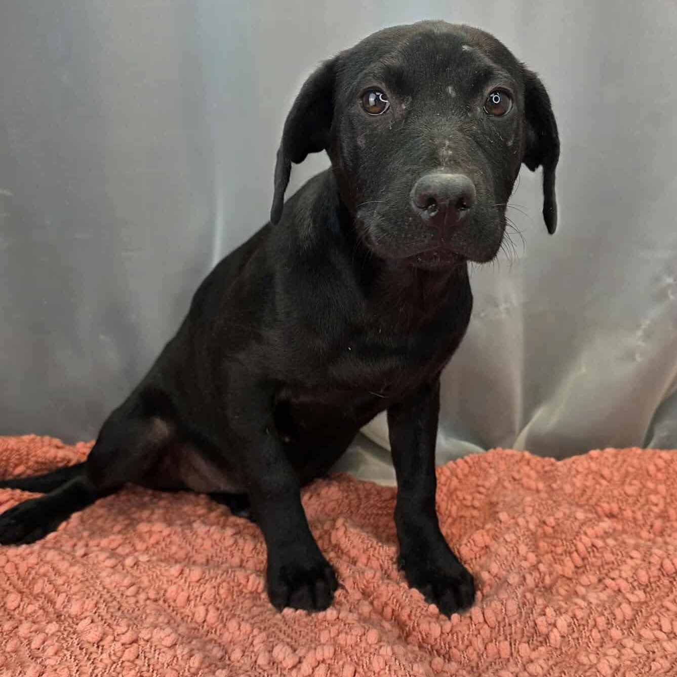 Enlarge Magnolia, an adoptable mixed breed in Jackson, MI image 4/6