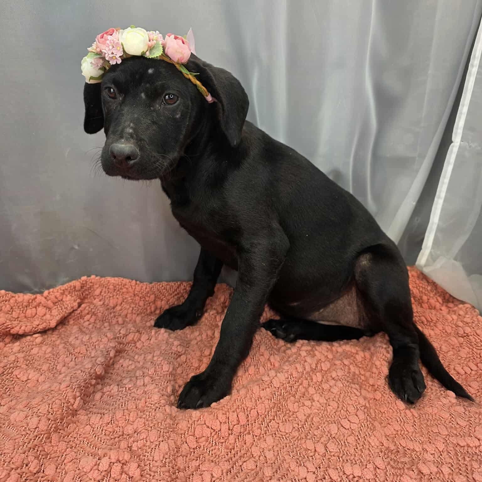 Magnolia, adoptable, Puppy Female Labrador Retriever.