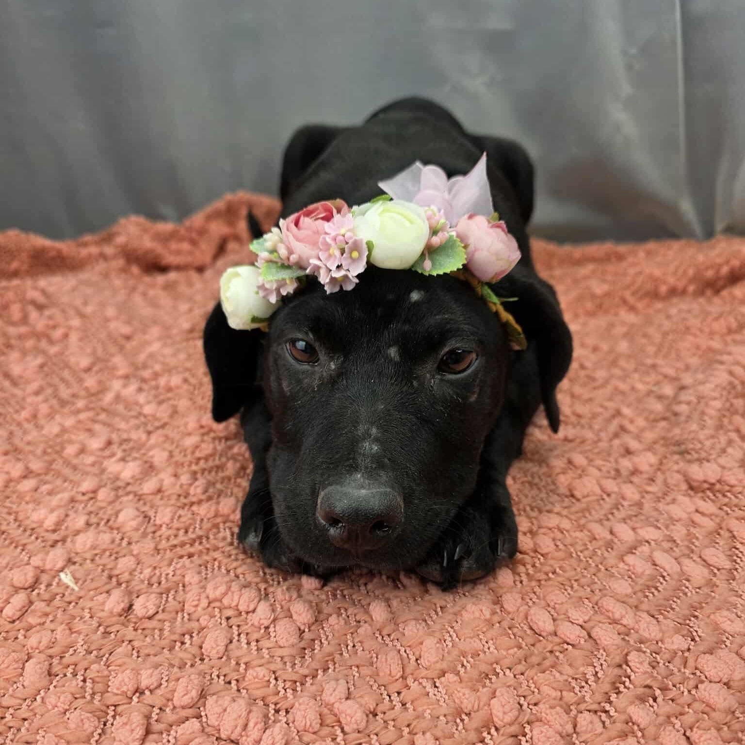 Enlarge Magnolia, an adoptable mixed breed in Jackson, MI image 6/6