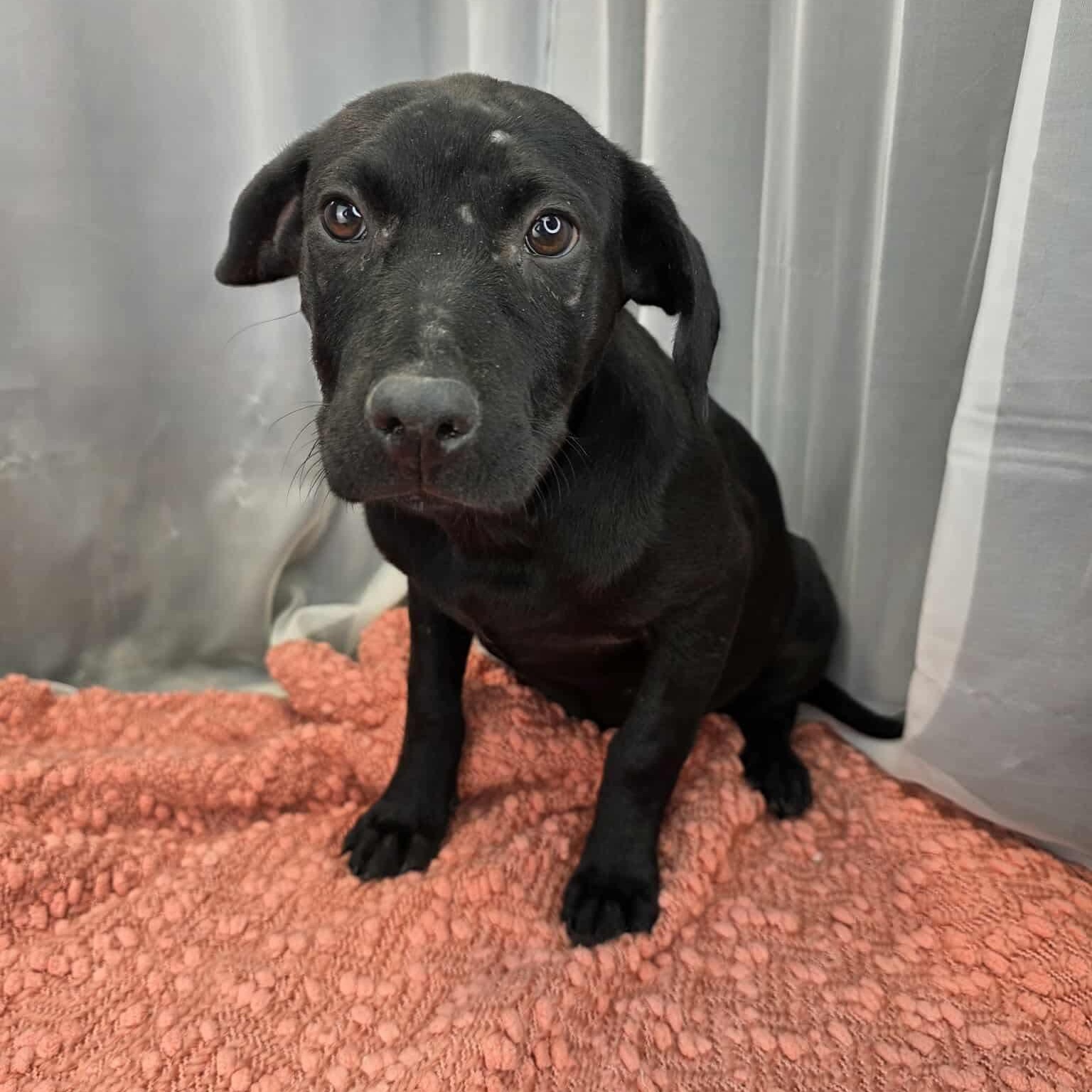 Enlarge Magnolia, an adoptable mixed breed in Jackson, MI image 3/6