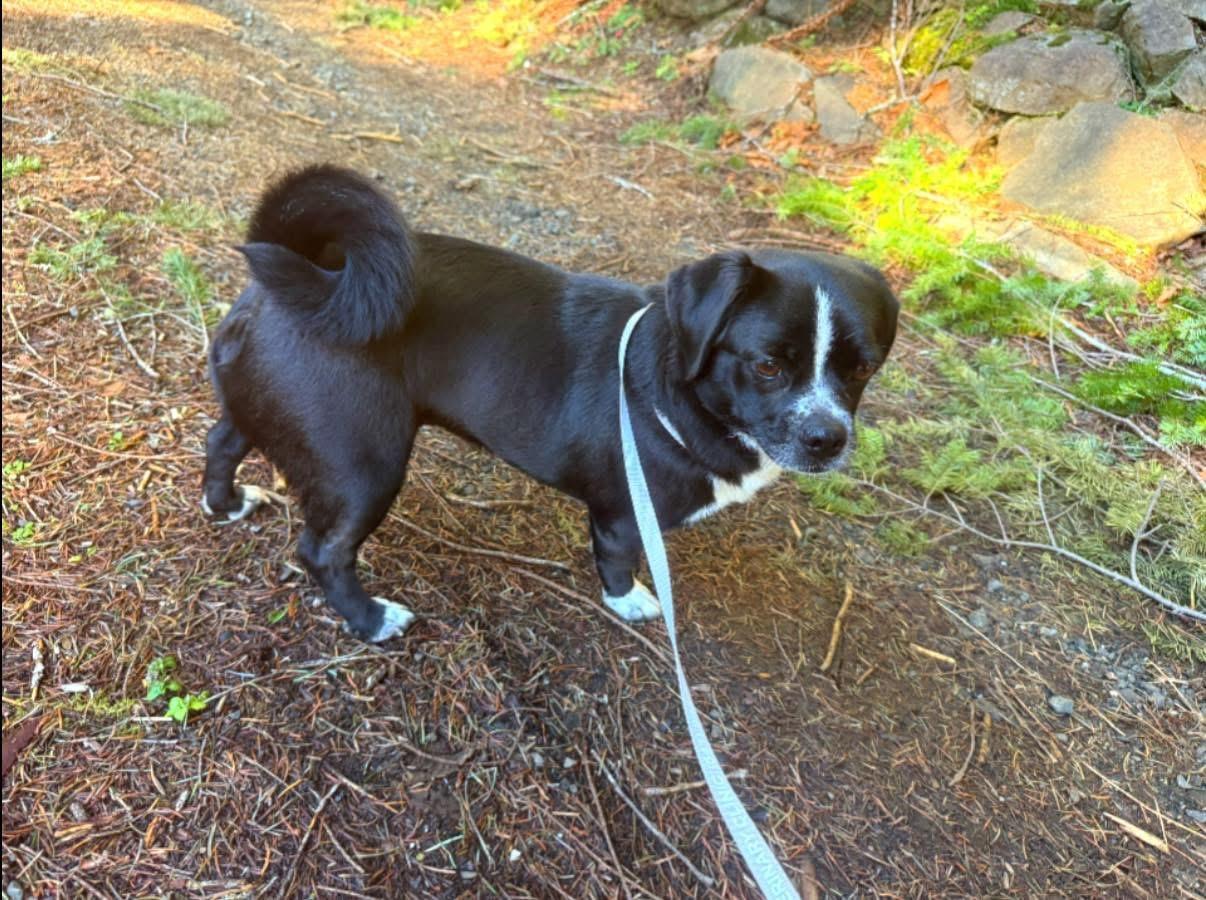 Enlarge Sydney , an adopted mixed breed in Otis, OR image 2/3